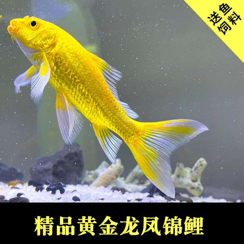 黄金锦鲤鱼纯种金鱼活鱼招财鱼龙凤锦鲤好养耐活冷水观赏鱼小鱼苗 6