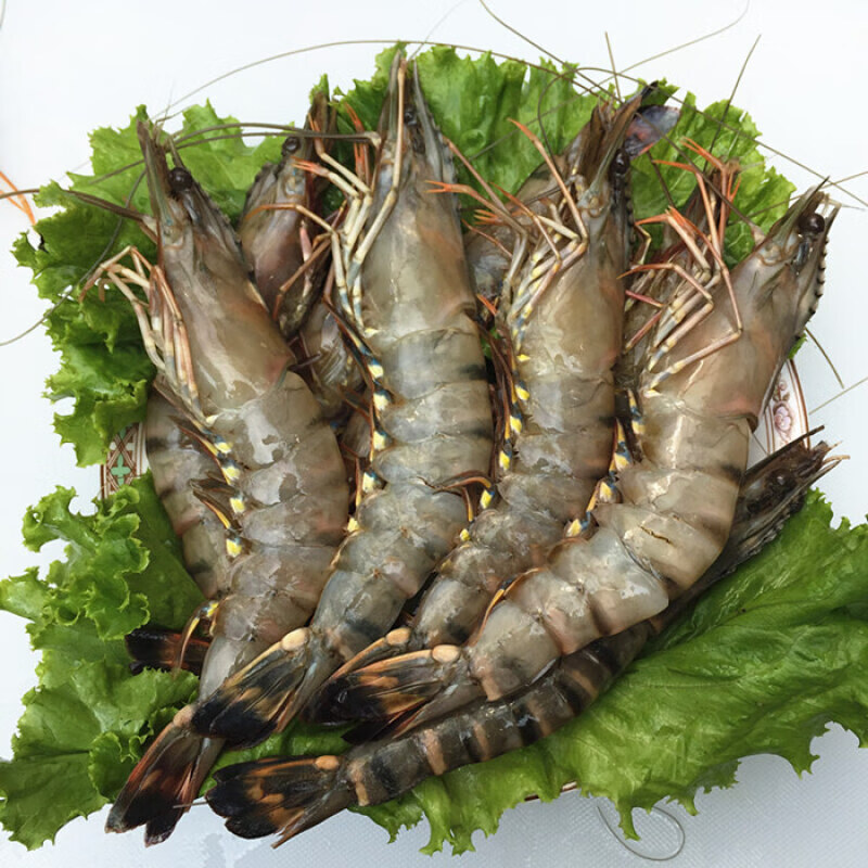 海虾黑虎虾超大对虾斑节虾新鲜草虾虎皮虾400g/600g 400g 20-22cm