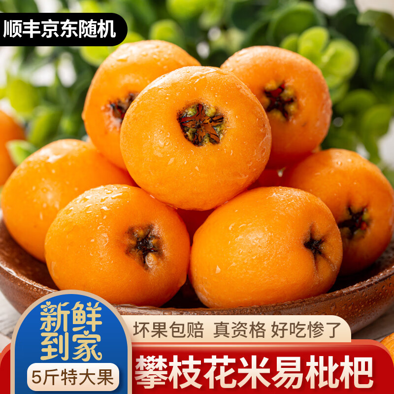 查枇杷价格走势App|枇杷价格走势图