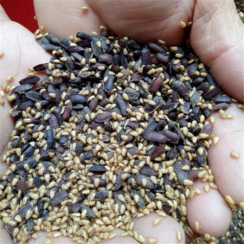 土元卵块地鳖虫土鳖虫卵鞘出虫率高新鲜土元卵种500克伊梵麦