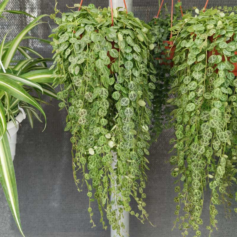 麦桑荷爱之蔓植物垂吊佛珠多肉腰缠万贯花卉百万心吊兰室内窗台易养