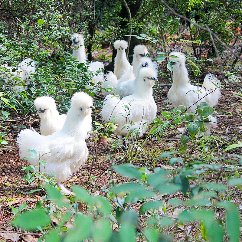 伯贤 白凤乌鸡新鲜现杀乌骨鸡新鲜营养1只2斤左右