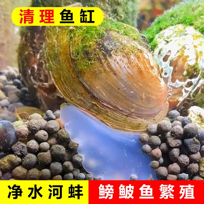 专吃鱼屎粪便黄金小河蚌河蚬淡净水观赏螺鲜活物黑金刚贝壳苗活体 大缸套餐【除藻、除粪、观赏】