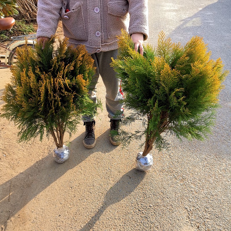 盆景素材 洒金柏苗 四季常青松柏苗木 庭院绿化植物 绿篱苗 洒金柏