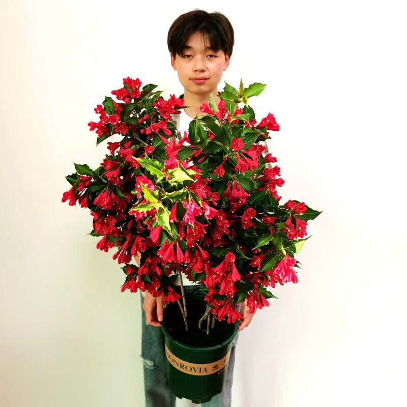 御卉阁 庭院绿植 盆栽花卉 锦带花 红王子锦带苗 锦带花盆栽地栽 红