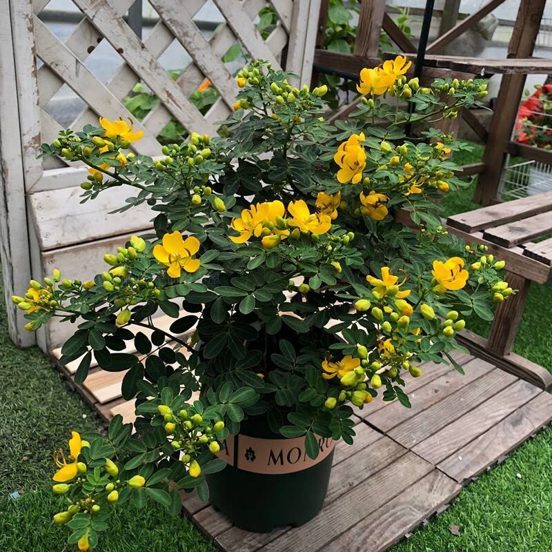 黄金梅盆栽耐寒木本植物庭院花园多年生花卉露天室外花期带花苞 黄金