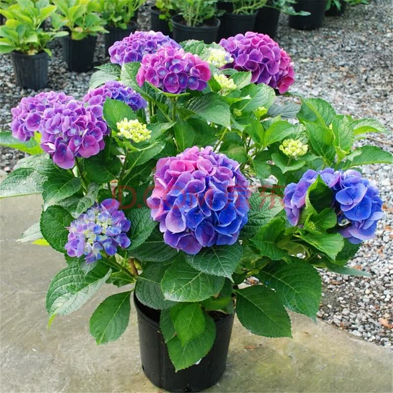 绣球花苗当年��花盆栽地栽植物绣球苗紫阳花八仙花洋绣球苗庭院阳台