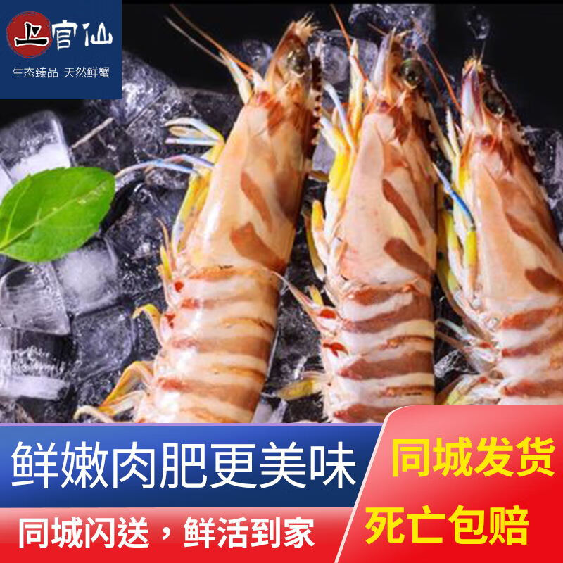 上官仙【活鲜】基围虾鲜活活虾海虾 鲜活基围虾 1斤 25-35只/斤
