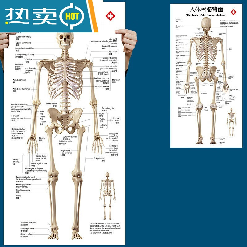 萌念标准人体骼图大挂图片全身高清人体骼结构图解剖图全身海报的