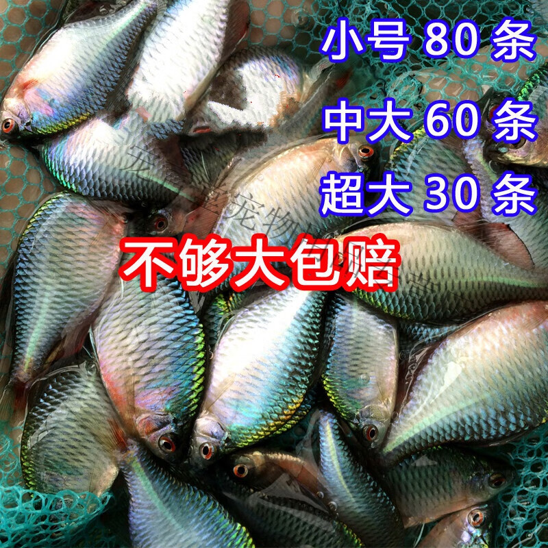 高体鳑鲏旁皮鱼观赏鱼活体彩石七彩旁皮原生鱼热带小型淡水冷水cmaos