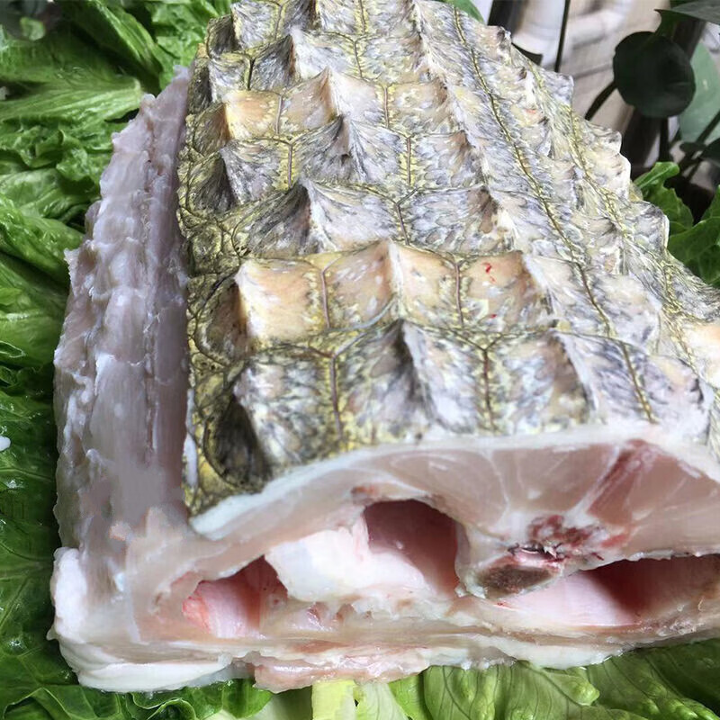 伯贤新鲜鳄 半皮肉 现杀鳄鱼 人工养殖鳄鱼 新鲜肉类 2斤半皮肉腩