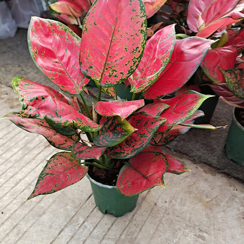 红如意皇后红叶万年青皇后创意盆栽花卉植物 吉利红20cm高 不含盆