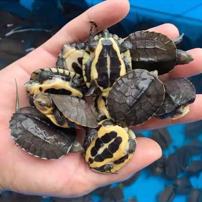 易萌 南石龟活体越南纯种南石活体龟苗招财观赏风水龟