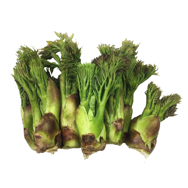 独爱顺丰东北特产 新鲜刺嫩芽 头茬刺老芽嫩芽刺龙芽 新鲜蔬菜 1斤