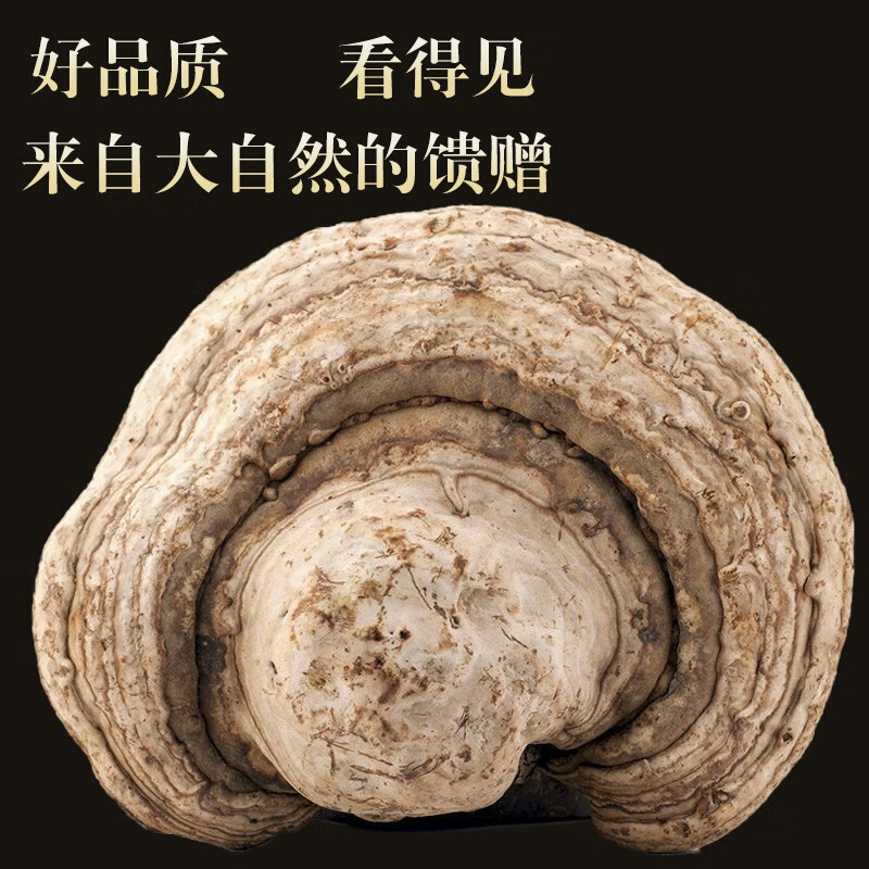 栢晟 木蹄灵芝 马蹄灵芝 长白山木蹄灵芝长白山木蹄灵芝可切片 木蹄