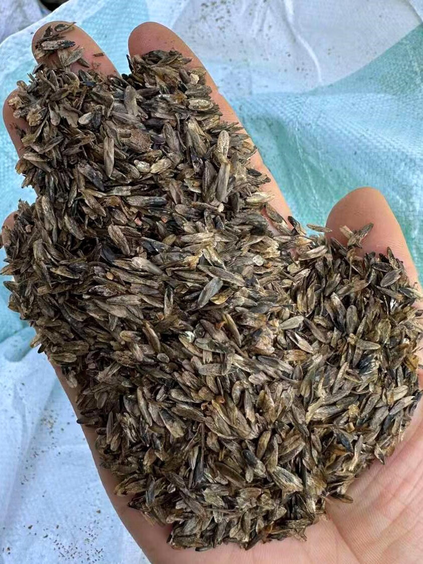 楓隅枫香种子绿化行道树种籽籽 枫香种子一斤