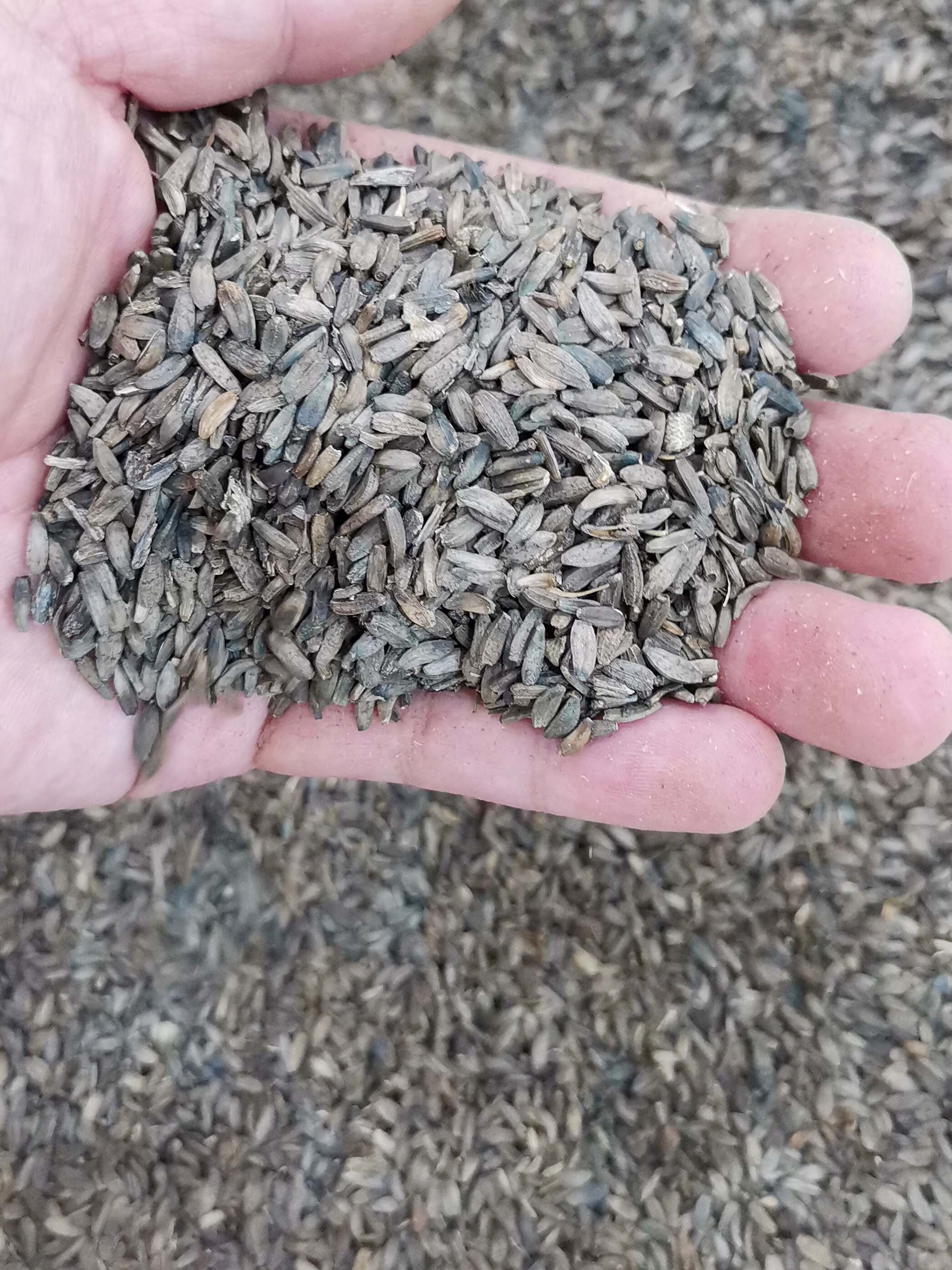 芗苒牛蒡子种子四季播种用种籽籽 牛蒡子种子一斤