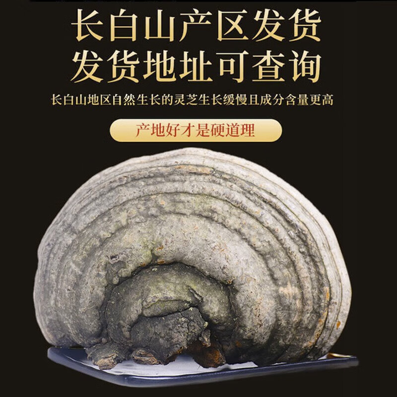 栢晟 木蹄灵芝 马蹄灵芝 长白山木蹄灵芝长白山木蹄灵芝可切片 木蹄