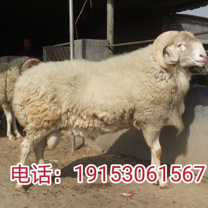 纯种鲁西南小尾寒羊绵羊多胎多羔怀孕母羊