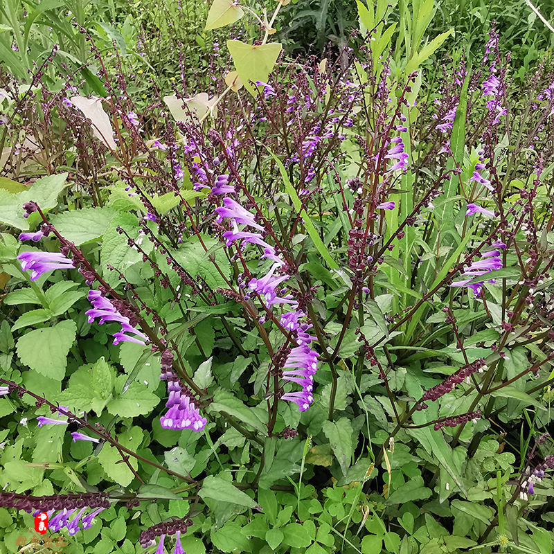 半枝莲野生中药材 新货新鲜白花蛇舌草 新货半枝莲买1斤贈1斤实发2斤