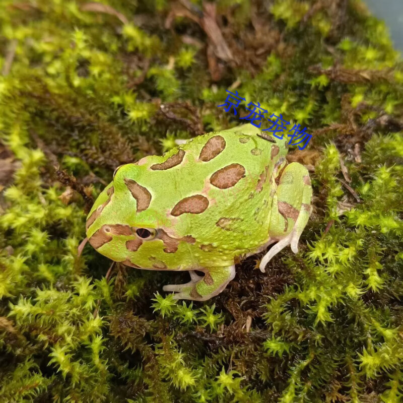 采缇(caiti)活体宠物蛙黄金绿角草莓南瓜宇治小丑娃牛蛙 绿角2-3cm