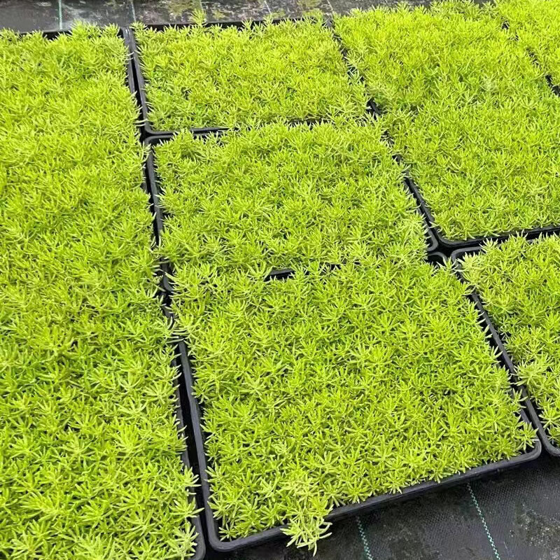 花e流金叶佛甲草耐寒耐热旱多年生四季常绿绿植别墅屋顶绿化佛甲草