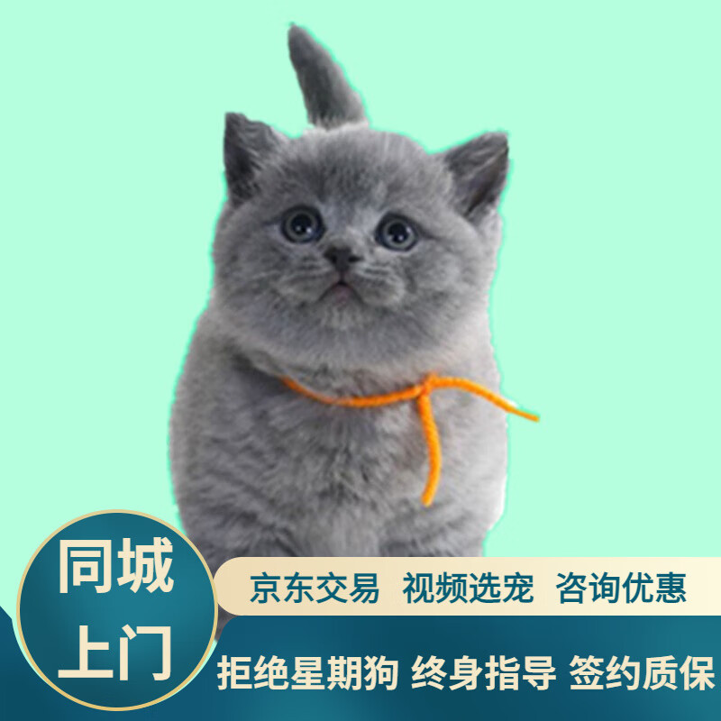 蓝白折耳猫多少钱一只图片