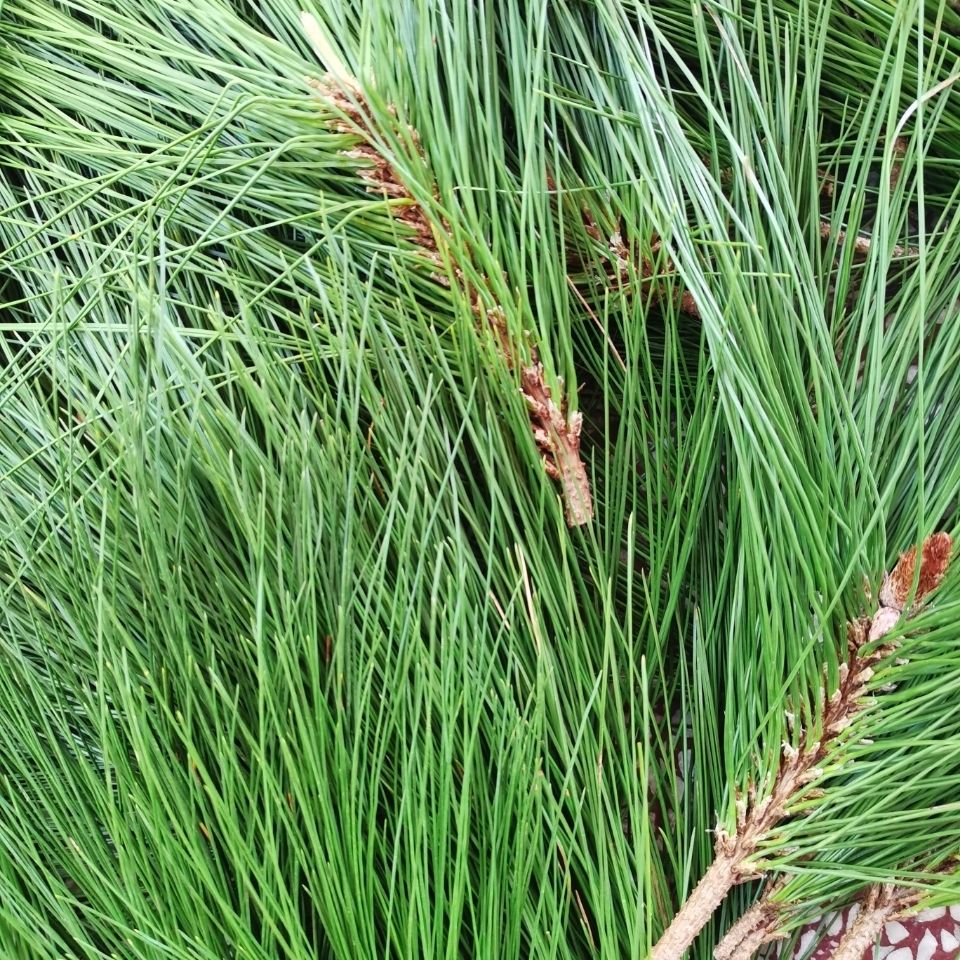 贵州新鲜野生松针叶松针茶马尾松针天然深山松树叶现采现发 干的(1斤)