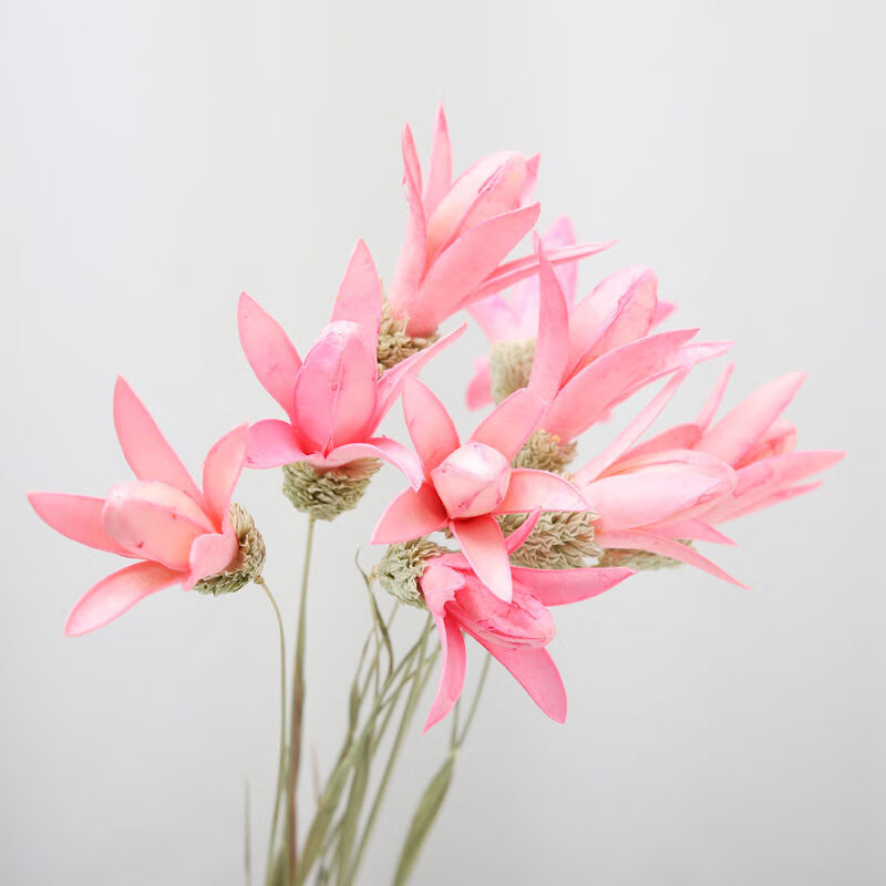 怎么查看京东干花以前的价格|干花价格走势图