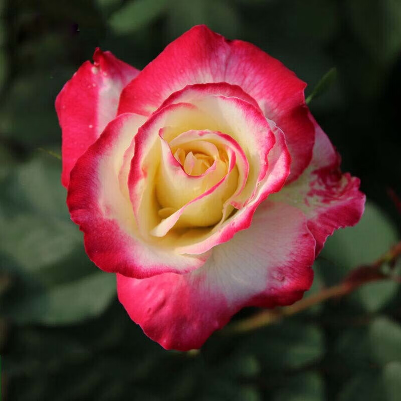 玫瑰花苗 当年开花绿植盆栽室内外花卉观花植物庭院阳台蔷薇月季 l