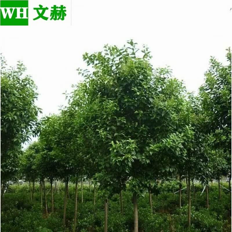 文赫 大叶女贞树苗 女贞小苗四季常青庭院景观风景树植物园林工程绿化