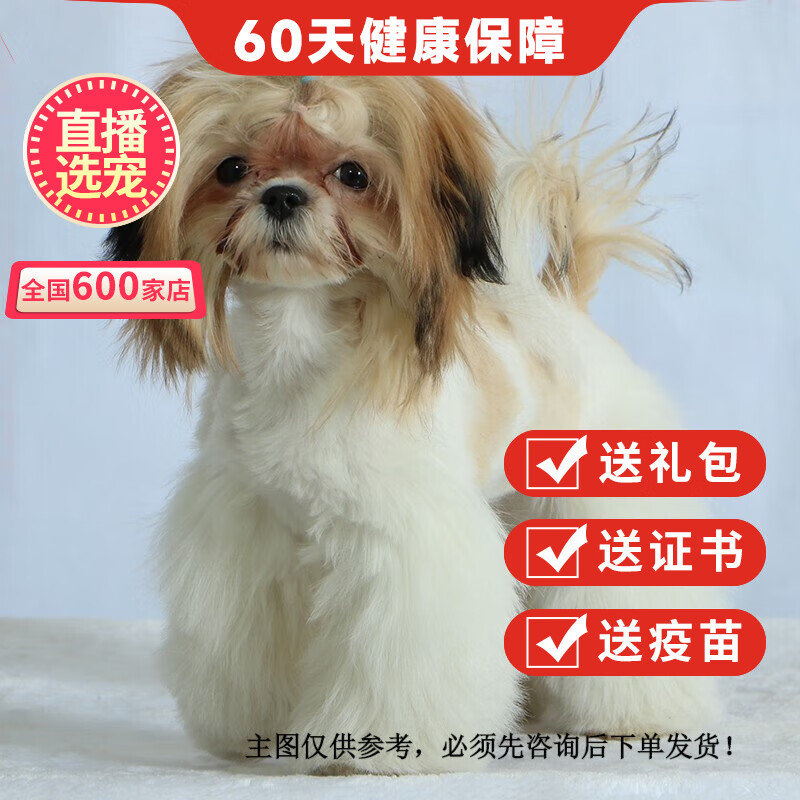 优宠奇派纯种宠物狗狗西施犬幼犬活体幼崽幼体 宠物级 母