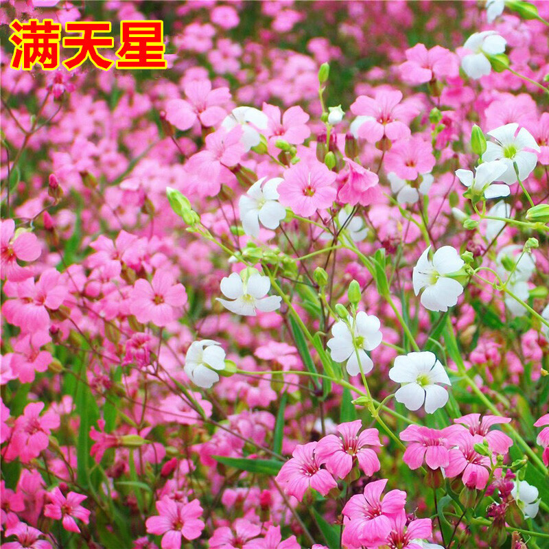 苏鲁雅卉粉色满天星种子麦蓝花麦蓝菜种籽室外庭院阳台景观花卉四季易