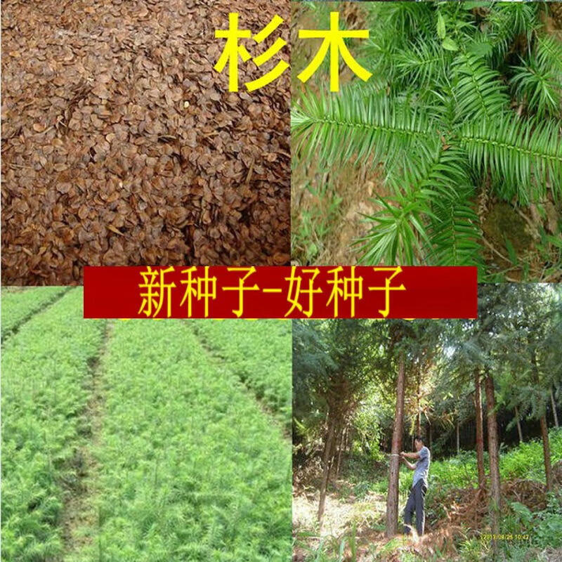 花之然速生杉木种子湿地水杉池杉云杉冷杉落羽杉刺杉家杉柳杉籽南洋杉
