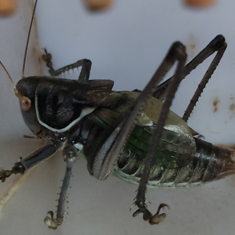 送笼憨音活体蝈蝈蛤蟆音叫蝈蝈人工养殖蝈蝈铁皮蝈蝈包活爬虫异宠 黑1