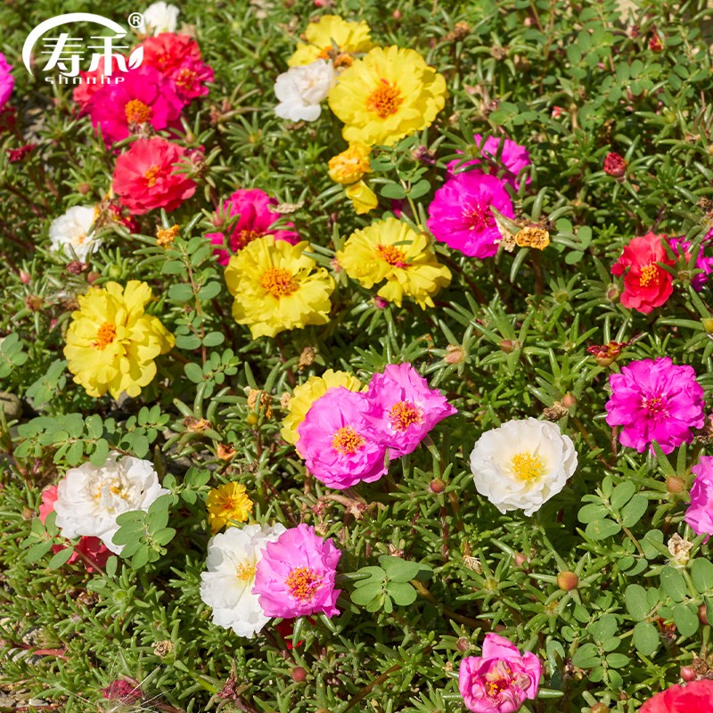 寿禾 重瓣太阳花花籽盆栽种子春冬季 混色重瓣太阳花种子2万粒