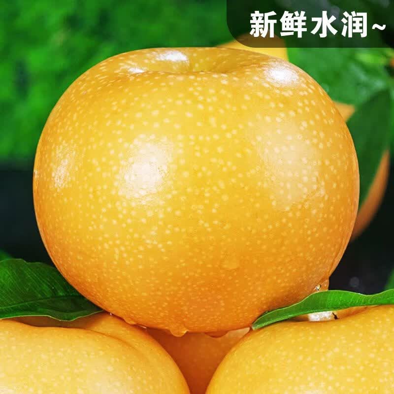 觅百果正宗山东莱阳秋月梨新鲜水果梨子现摘当季冰糖蜜梨团购礼品整箱 带箱9.5-10斤果王【10-12枚】甄选装