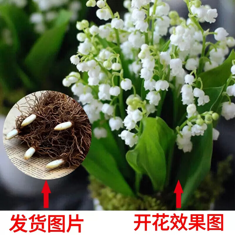 欧悟铃兰花苗带芽带根带花苞盆栽耐寒植物种球进口