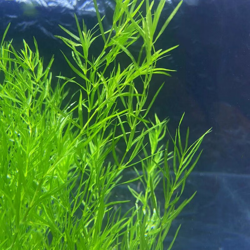 clcey印度小竹节竹节草真水草水族箱鱼缸造景观赏新手懒人阴性水 小