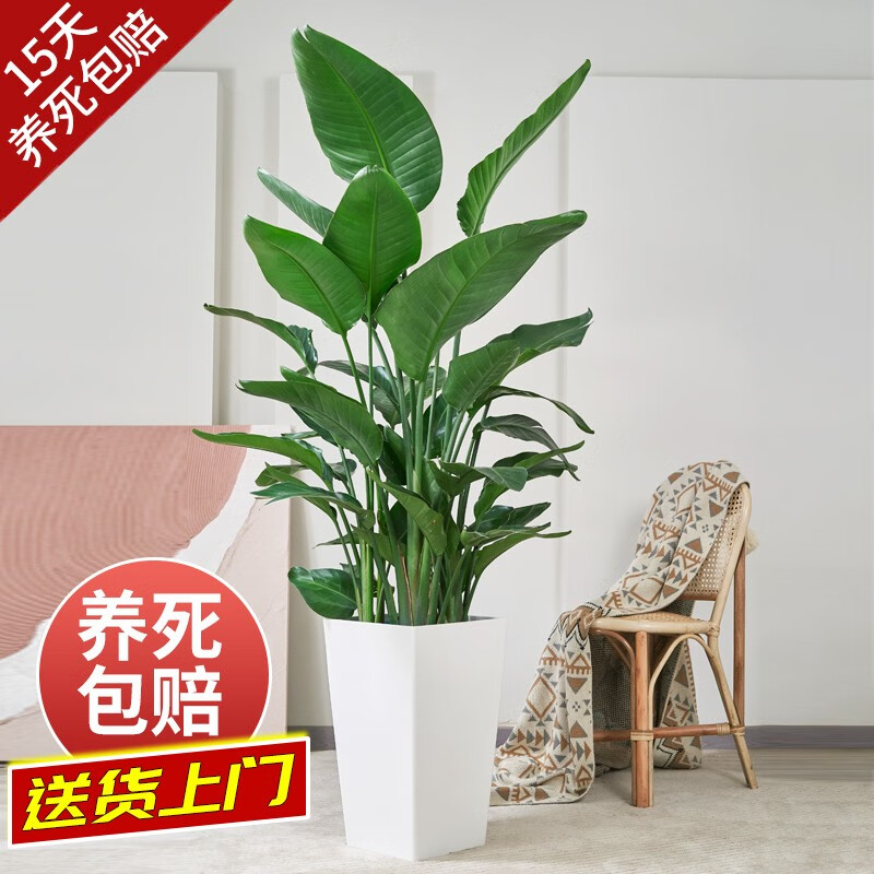 开时果 送货上门 天堂鸟盆栽大型植物树办公室内客厅绿植鹤望兰室内盆景 1-1.2米（3-4棵）白色梯形盆 加享 肥料怎么看?