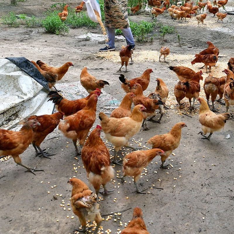 土鸡鸡苗 活体家养小鸡半斤鸡高产半鸡土鸡青脚鸡产蛋王鸡好养活 半斤