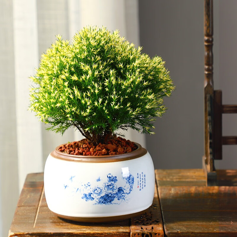 黄金雾松盆栽盆景植物室外室内绿植好养活办公室四季摆件松树造景含盆