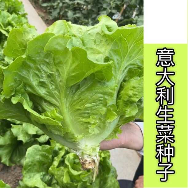 芯宁【意大利生菜种子】耐热生菜阳台盆栽家庭小院种菜蔬菜生菜种子 【意大利生菜种子】1袋10克