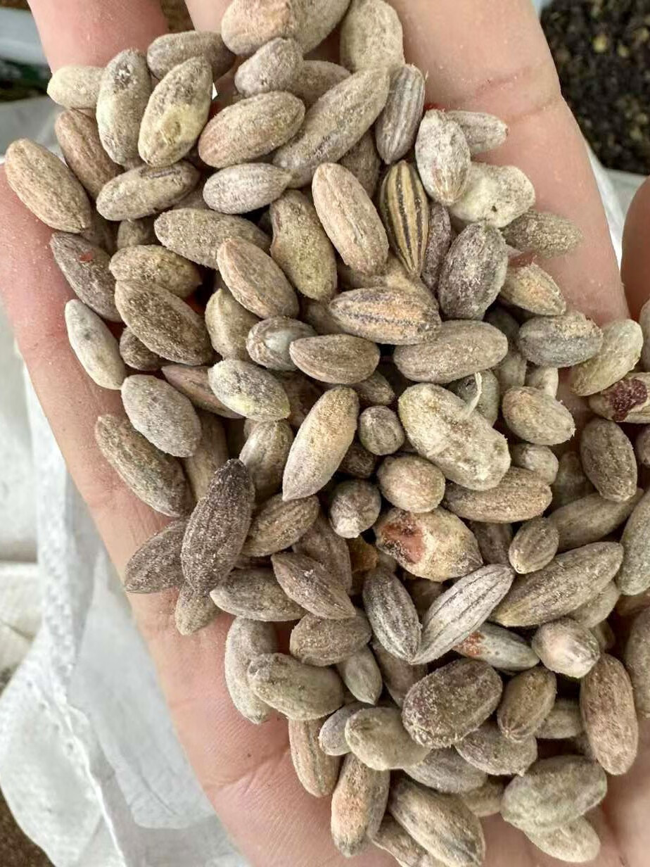 芗苒沙枣种子牧草种籽抗风沙护坡固土籽 沙枣种子一斤