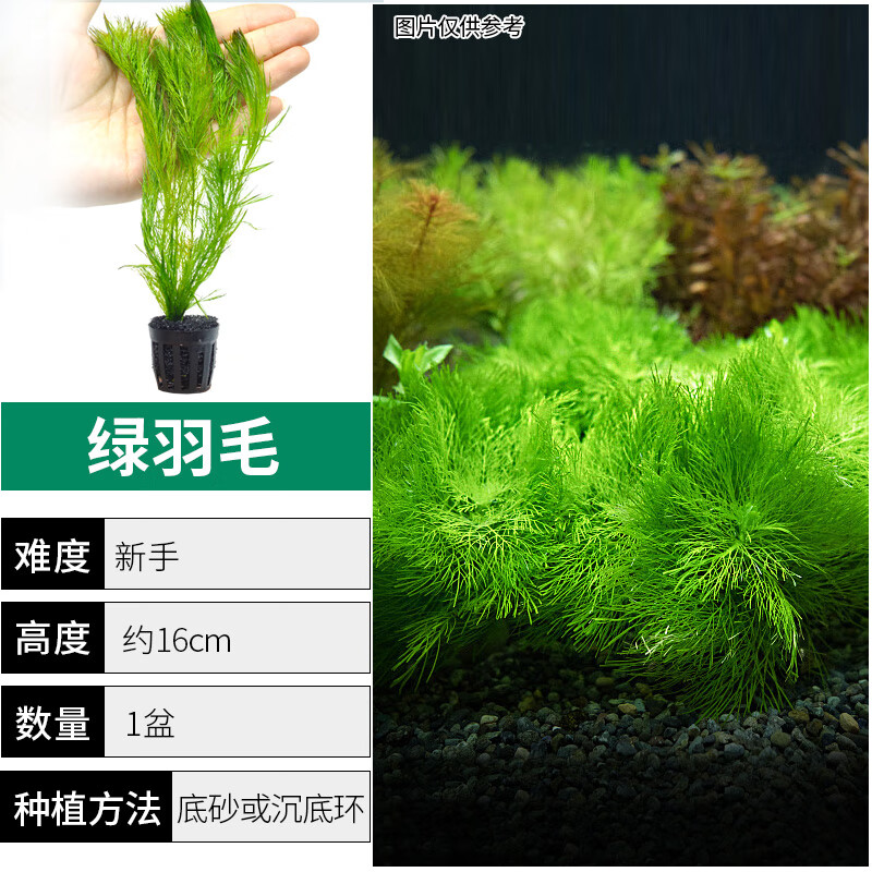共度（Gong Du）水草植物真草魚缸水草造景陰性蜈蚣草中后景綠植懶人魚草花草套餐 羽毛10-15支