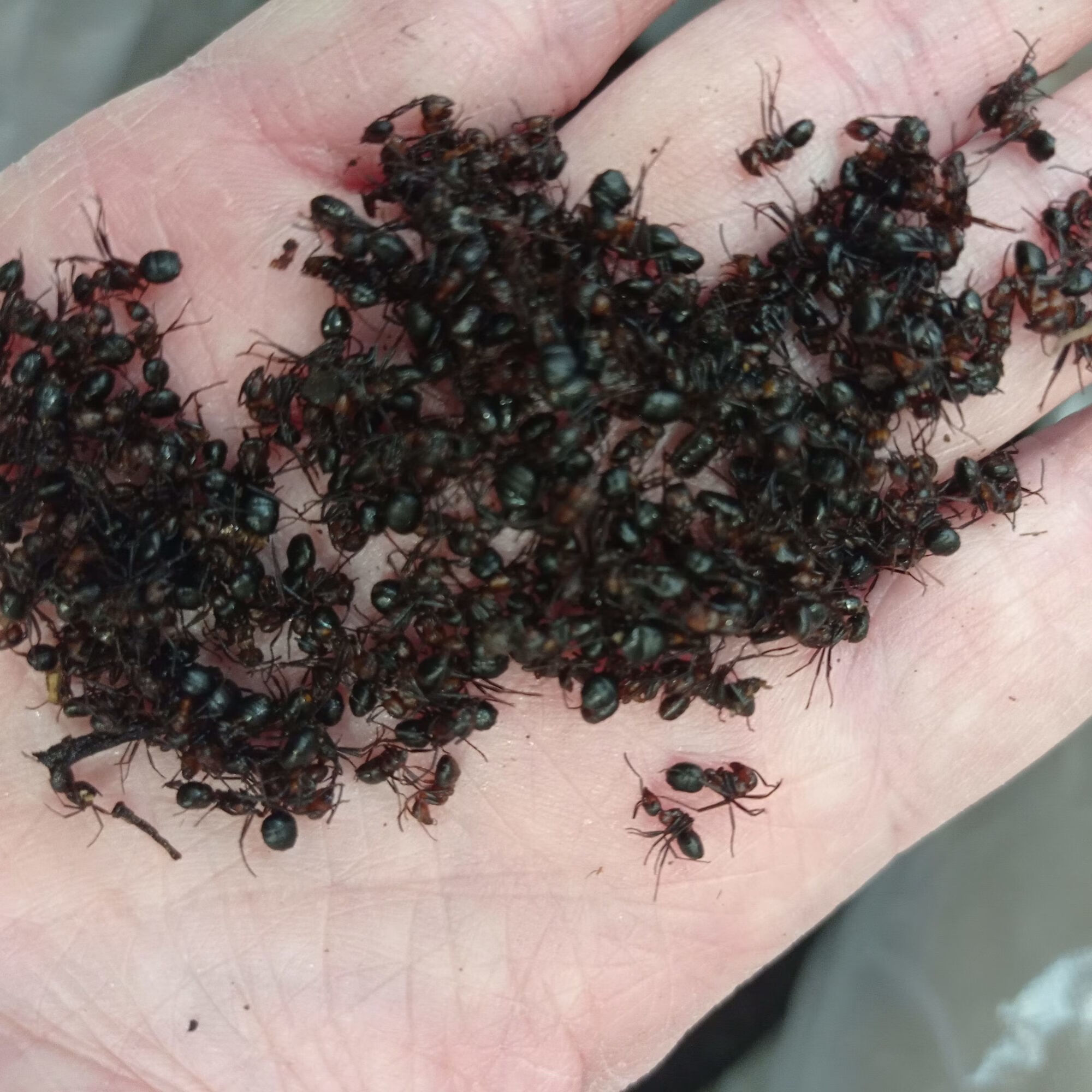 半斤大粒黑蚂蚁 东北长白山拟黑多刺蚂蚁黑蚂蚁吉林山蚁100g【益补萃