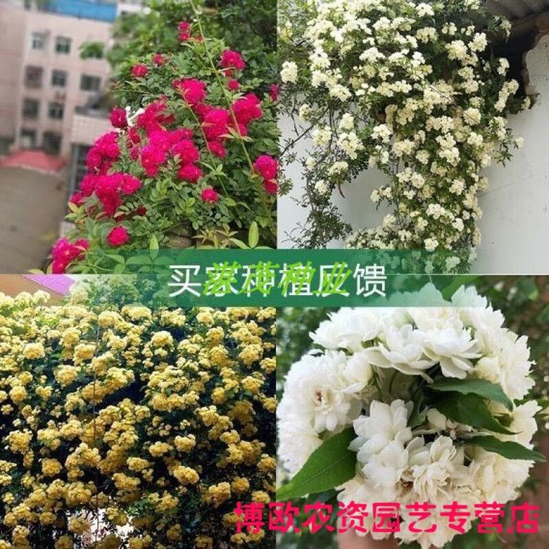 木香花种子 黄白红木香花苗种子浓香爬藤植物阳台四季攀援花卉 全品种