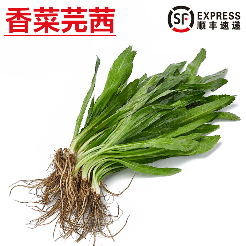 旷古农业【顺丰】大芫茜新鲜大香菜 冬阴功材料芫荽香料蔬菜 500g