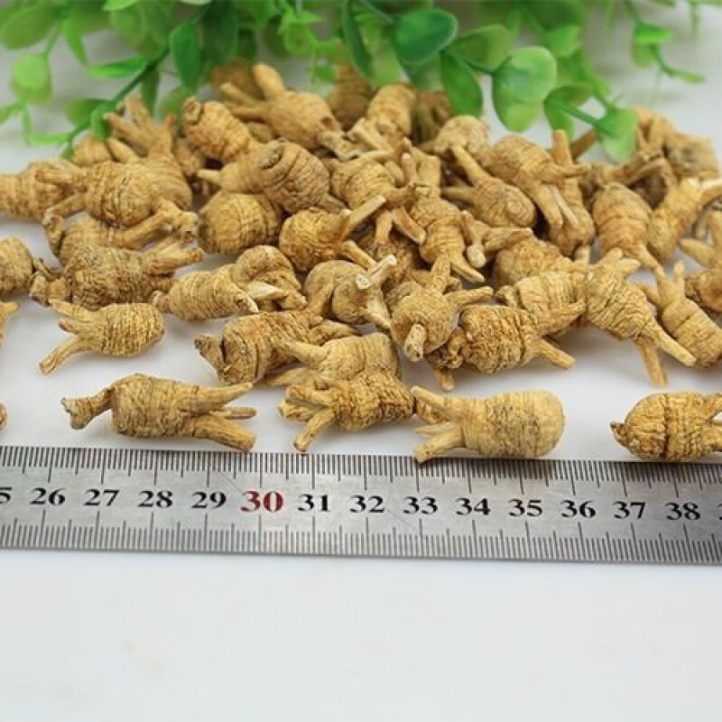 同仁堂（TRT）觅阳参雄茬觅阳参觅阳参大颗官方吉林长白山觅阳叁防伪 100克切片