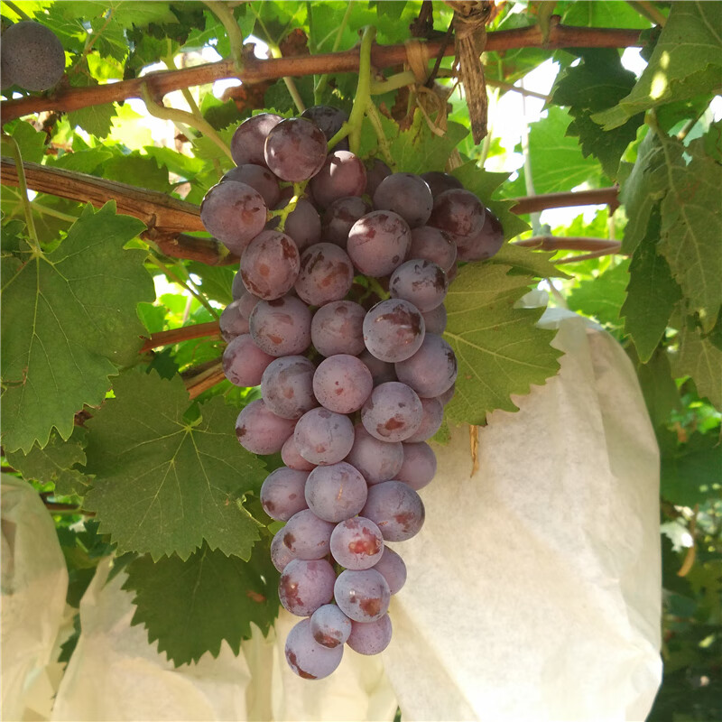德克拉大泽山原产玫瑰香葡萄